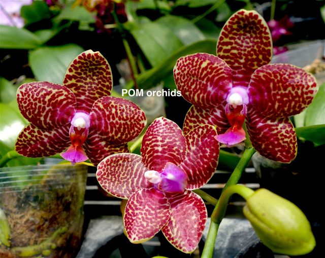 Phal Perfection Is 'Chen' - Dr. Bill's Orchids, LLC