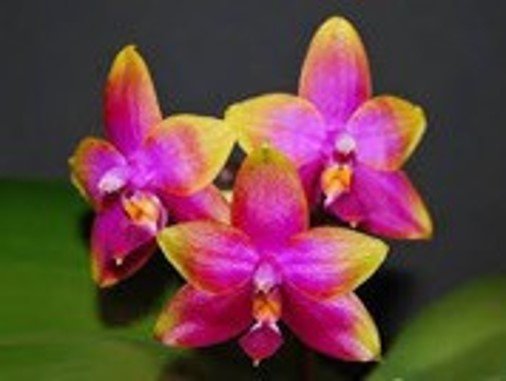 Phal Princess Kaiulani - Dr. Bill's Orchids, LLC