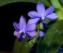 Phal Purple Martin - Dr. Bill's Orchids, LLC