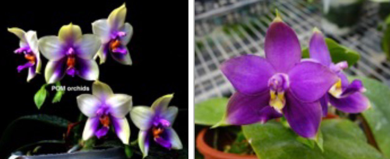 Phal Samera (bellina coerulea x violacea fma indigo) - Dr. Bill's Orchids, LLC