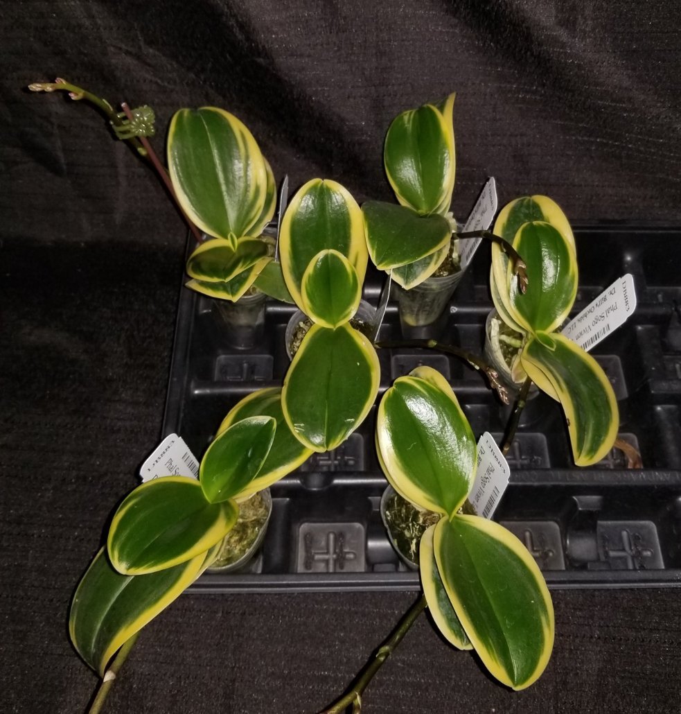 Phal Sogo Vivien 'Leaf's Edge' - Dr. Bill's Orchids, LLC