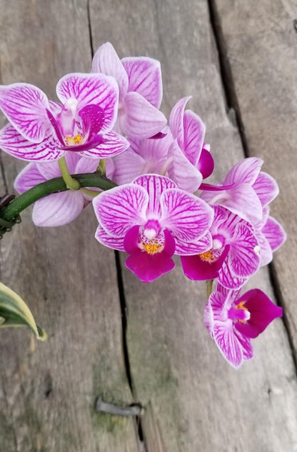 Phal Sogo Vivien 'Leaf's Edge' - Dr. Bill's Orchids, LLC