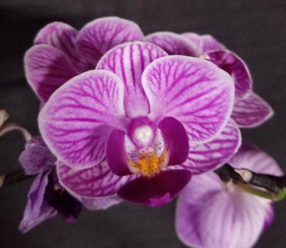 Phal Sogo Vivien 'Leaf's Edge' - Dr. Bill's Orchids, LLC