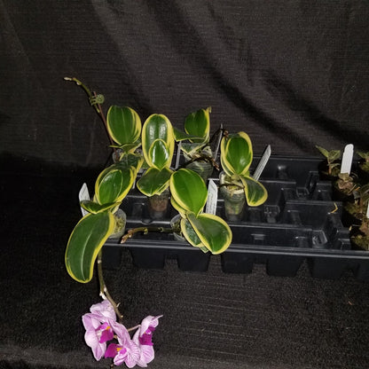 Phal Sogo Vivien 'Leaf's Edge' - Dr. Bill's Orchids, LLC