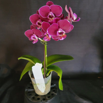 Phal Star Little Charlie 'M273' - Dr. Bill's Orchids, LLC