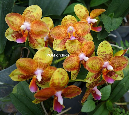 Phal Tong Yi Yu Shiou - Dr. Bill's Orchids, LLC