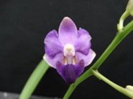 Phal Tying Shin Blue Jay (pulcherrima 'blue' x Purple Martin) - Dr. Bill's Orchids, LLC