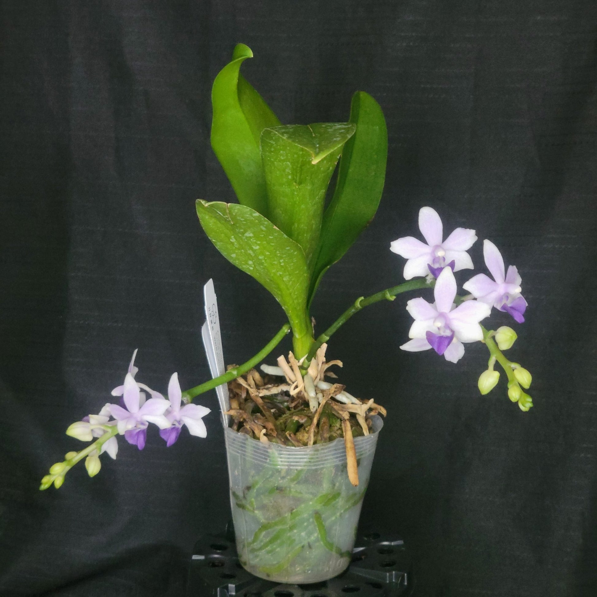 Phal Tzu Chiang Sapphire - Dr. Bill's Orchids, LLC