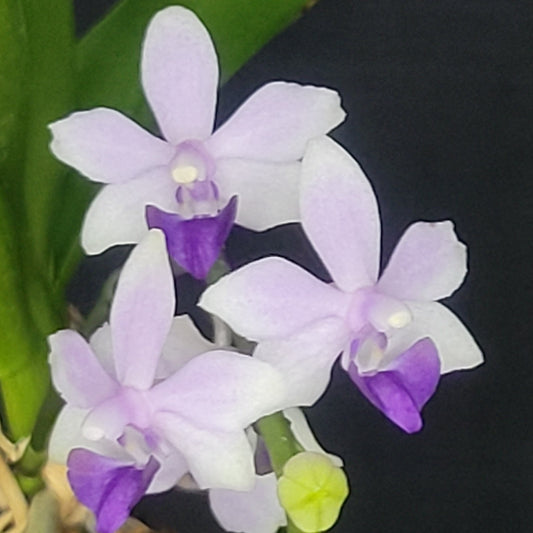 Phal Tzu Chiang Sapphire - Dr. Bill's Orchids, LLC
