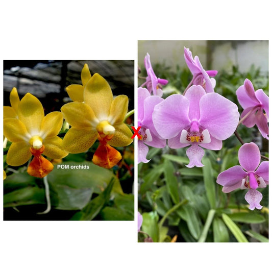 Phal (Yaphon Cupid x schilleriana 'TKB') - Dr. Bill's Orchids, LLC