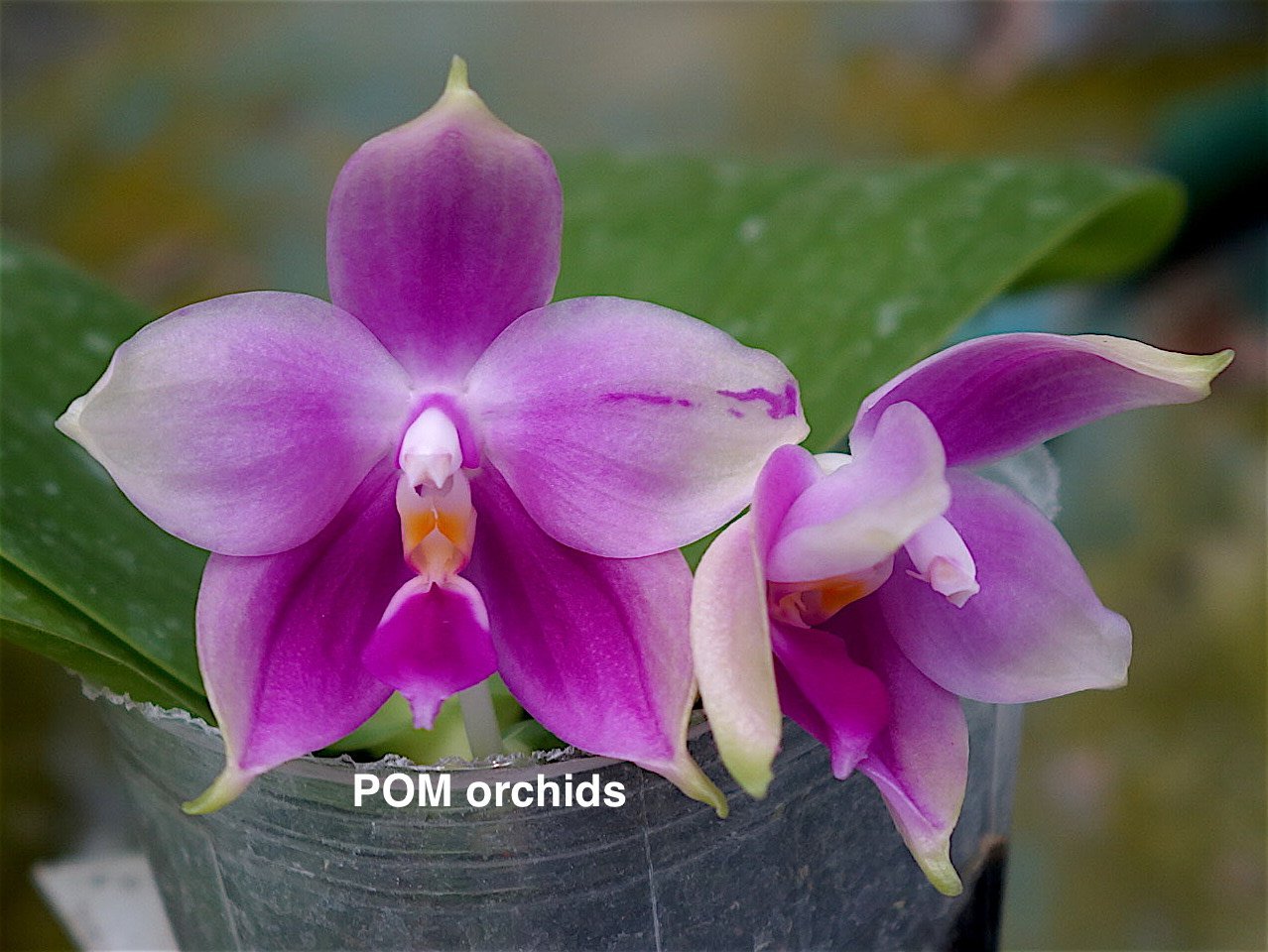 Phal (Yin's Black Eagle 'B' x AL Redsun Queen) - Dr. Bill's Orchids, LLC