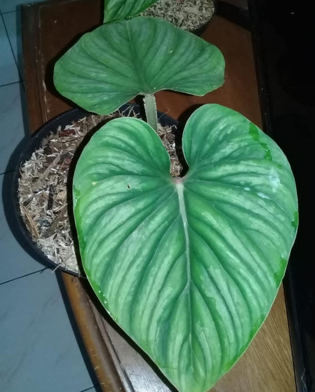 Philodendron plowmanii - Dr. Bill's Orchids, LLC
