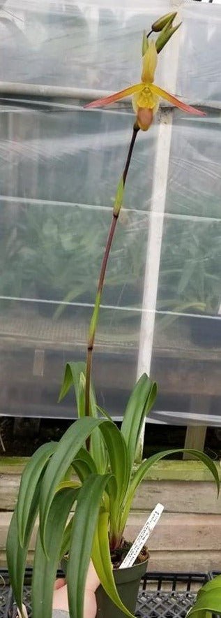 Phrag Sorcerer's Apprentice - Dr. Bill's Orchids, LLC