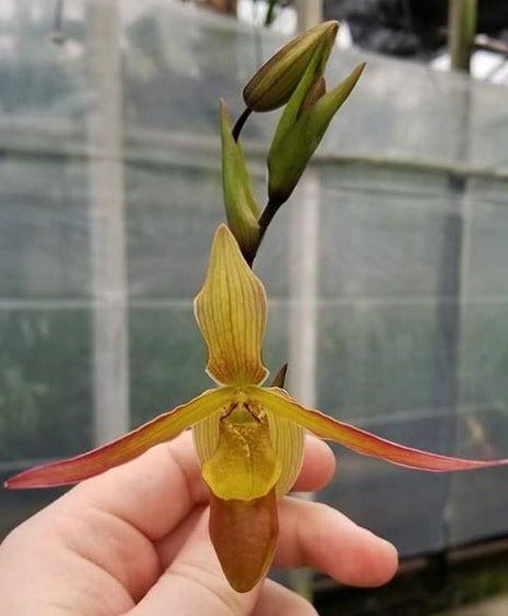 Phrag Sorcerer's Apprentice - Dr. Bill's Orchids, LLC