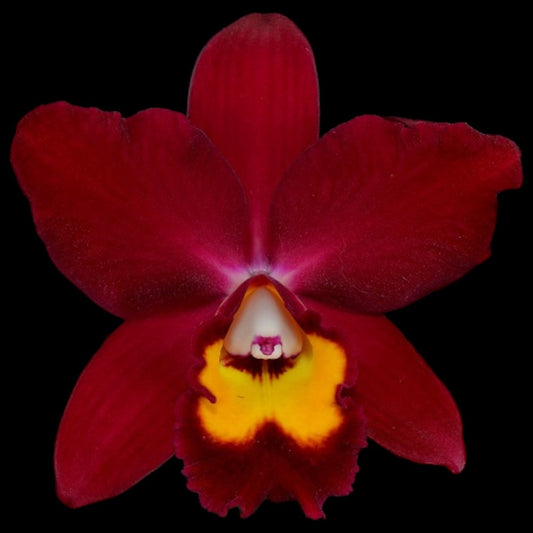 Pot. Hawaiian Prominence 'America' AM/AOS - Dr. Bill's Orchids, LLC