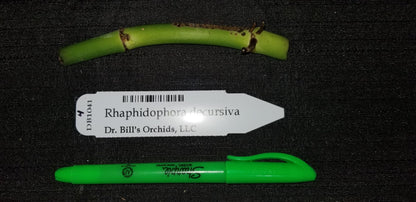 Rhaphidophora decursiva - Dr. Bill's Orchids, LLC