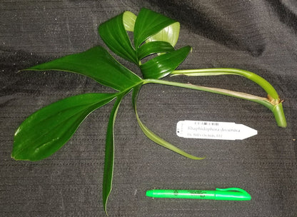 Rhaphidophora decursiva - Dr. Bill's Orchids, LLC