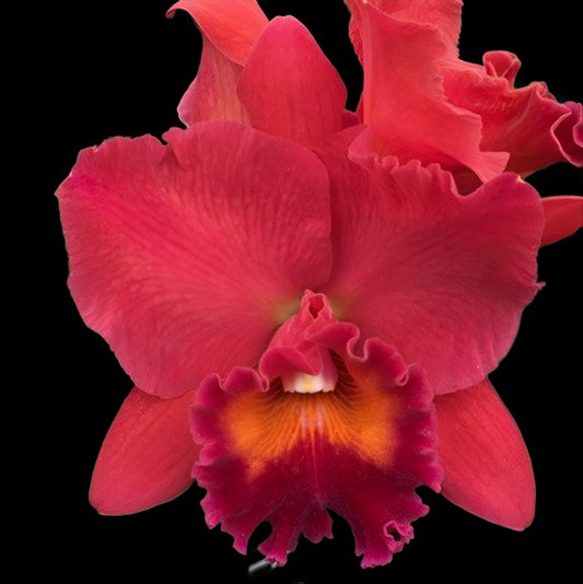 Rlc. Fire Jewel 'Volcano Queen' - Dr. Bill's Orchids, LLC