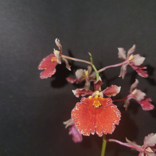 Tolumnia Jairak Flyer 'Red Spread' - Dr. Bill's Orchids, LLC