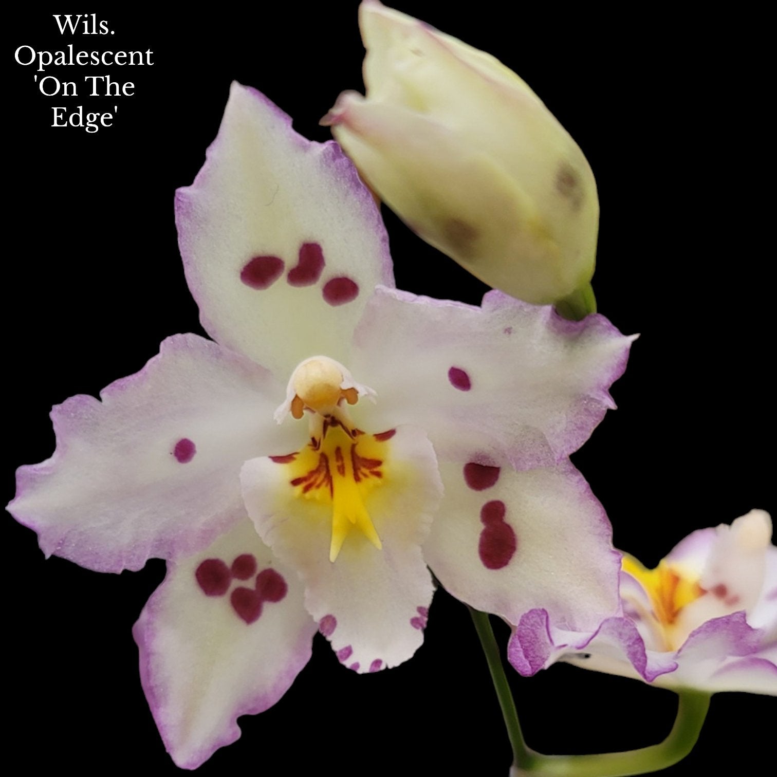 Wils. Opalescent 'On The Edge' - Dr. Bill's Orchids, LLC