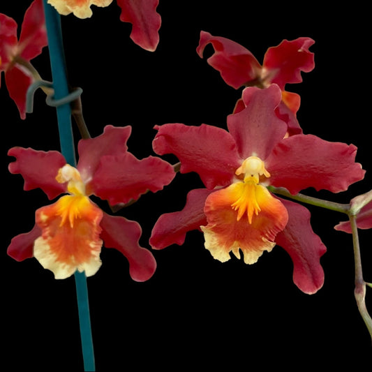 Wils. Pacific Panache 'Fireside Fever' - Dr. Bill's Orchids, LLC